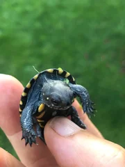 Europäische Sumpfschildkröte, Emys orbicularis.