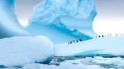 Pinguine