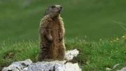"Wunderwelt Schweiz: Die Jura-Region - Erzählt von Max Moor": Murmeltier.