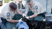 Officers Jewell and Christensen tagging a sedated Black Bear.