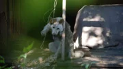 A neglected dog.