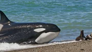 An Argentiniens Küste haben Orcas eine einzigartige Jagdtechnik entwickelt - bei der sie selbst Gefahr laufen zu stranden.