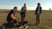Das Umkhondo-Team mit betäubtem Bontebok.