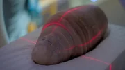 Ein Kanopengefäß der Mumie Ayawet wird einem seltenen CT-Scan unterzogen. Dieses Verfahren, das normalerweise Menschen oder menschlichen Überresten vorbehalten ist, ermöglicht es den Archäologen, in das Innere des Gefäßes zu sehen, ohne den Inhalt zu stören. Das Kanopenglas mit menschlichem Kopf enthielt vermutlich die Leber - was wird der Scan zeigen? (National Geographic/Will Churchill)