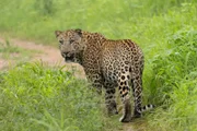 Der Leopard Bahadur auf seinem Weg durch den Wald in Jhalana