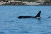 An orca off the coast of Long Beach.