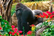 ARD/WDR PAPAGEIEN, PALMEN & CO., "Keine leichte Aufgabe ...", Heute sollen die Flachlandgorillas gewogen werden. Das Gewicht von Maayabu, Rafiki und Co. muss regelmäßig kontrolliert werden, sonst haben die Affen schnell ein paar Kilos zu viel auf den Rippen. Aber wie bekommt man einen Gorilla auf die Waage?