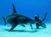 Forrest Galante about to touch a shark while scuba diving