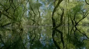 Überfluteter Silberweidenwald