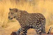 Zwei Leoparden sind unterwegs zur Farm Naua Naua; auf sie warten neue, größere Gehege.