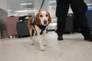 Landwirtschaftsspezialistin Ortiz geht mit ihrem K-9, Snoopee, durch die Gepäckstücke mehrerer Passagiere, um verbotene Gegenstände in Miami, Fla. aufzuspüren (National Geographic)
