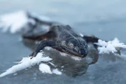 Gefrorener Frosch auf Eis