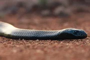 Der Inlandtaipan, die giftigste Schlange der Welt, ist auf der Jagd nach heimischen Ratten. Alice Springs, Australien.