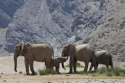 Wüstenelefanten haben sich an die kargen Bedingungen der Namib-Wüste perfekt angepasst. Sie haben breitere Füße und kommen länger als ihre Verwandten aus, ohne zu trinken. Eine Wasserstelle ist in der Gluthitze Namibias dennoch immer willkommen.