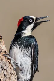 Eichelspecht (Melanerpes formicivorus).