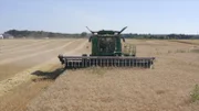 Biobauern nehmen Unkraut im Kornfeld in Kauf, wenn sie nicht genverändertes Saatgut anbauen. Modernes Gensaatgut wird von den Herstellern so gestaltet, dass es zielgenau eingesetzte Pestizide desselben Anbieters überlebt.