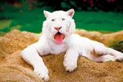 Tiger Prince (Foto) muss regelmäßig Augentropfen bekommen, denn er hat Grauen Star und ist beinahe blind. Aber Pfleger Vincente und sein Patient sind bereits ein eingespieltes Team.