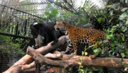 Jaguare Negra (l) und Yellow- Nicht nur für die Otter, sondern auch für die Jaguare gibt es heute besonders frisches Futter - und zwar lebendige Fische! Mit den flotten Forellen wollen Heiner und Matthias prüfen, wie es um den Jagdtrieb der Raubtiere bestellt ist. Eine große Herausforderung für die wasserscheue Jaguardame Negra!