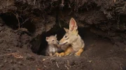 Eine Höhle bietet jungen Schabrackenschakalen Schutz, wenn ihre Eltern auf Nahrungssuche sind.