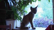 Das Luchskind "Kiss" in seinem neuen Zuhause: eine Tierstation.