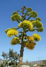 Erst nach vielen Jahren bildet eine Agave ihren riesigen Blütenschaft.