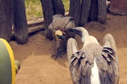Zwei Leoparden sind unterwegs zur Farm Naua Naua; auf sie warten neue größere Gehege. Ein junger Weißrückengeier muss sich seinen neuen Platz erst erobern.