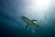 Caribbean Reef Shark, Nassau, Bahamas.