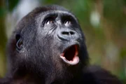 Lakoko
