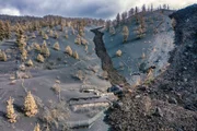 Der Vulkanausbruch in der Cumbre Vieja auf La Palma hat fast 2900 Gebäude zerstört. Viele von ihnen wurden unter einer meterhohen Lavaschicht begraben. Der Vulkanismus hat das Leben auf La Palma seit jeher geprägt. Immer wieder isolieren Lavaströme Pflanzen von ihren Artgenossen und schaffen auf diese Weise Inseln auf der Insel.