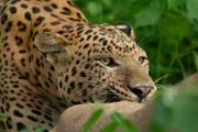 Leopard Rana hat eine Nilgau-Antilope erlegt und beginnt mit seinem Mahl.