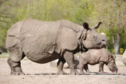Nashorn Jhansi mit Nachwuchs Tarun.