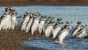 Der Atlantik bietet Magellanpinguinen reiche Nahrungsgründe.