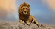 Männliche Löwen sind größer und schwerer als Weibchen und verteidigen das Rudel gegen fremde Männchen.