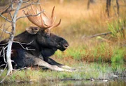 NDR Fernsehen EXPEDITIONEN INS TIERREICH, "Yellowstone - Herbst der Hirsche", am Mittwoch um 20:15 Uhr. Im Herbst bereiten sich die Elchbullen auf die Brunftzeit vor.