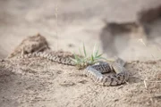 Rattle Snake.