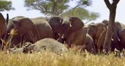 Elefanten verhalten sich anders, als die meisten Wildtiere, und reagieren deutlich auf den Tod eines Artgenossen.