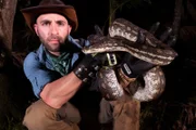 Coyote poses with a carpet python
