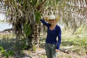 Die Hauptnahrung der Aras bildet die Frucht der Acuri-Palme. Mit seinem scharfen und kräftigen Schnabel kommt der Ara an die Samen im Inneren des Kerns.