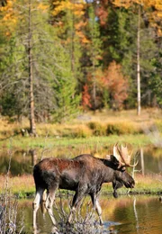 MDR Fernsehen YELLOWSTONE - HERBST DER HIRSCHE, am Sonntag um 10:15 Uhr. Elche haben eine Schulterhöhe von über zwei Metern und wiegen bis zu einer halben Tonne.