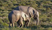 Elefantenkinder in Knysna.