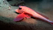 Frankreich, Mittelmeer, im unterseeischen Canyon Lacaze Duthie: ein Roter Knurrhahn in 360m Tiefe