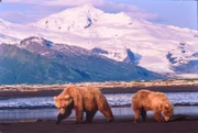 Amerikanische Küstenbraunbären sind Gourmets. Nicht nur Lachs steht für sie in Alaska auf dem Speiseplan. Auch im Watt vergrabene Muscheln spüren sie mit ihren feinen Nasen auf.