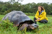 Nicht nur Charles Darwin war tief beeindruckt von den größten Vegetariern der Galapagosinseln. Hannah Emde begleitet die Urzeitriesen, die wie Bulldozer durch das Hochland von Santa Cruz pflügen.