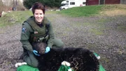 Officer Porous with a sedated black bear.