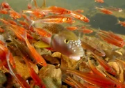 Der Flussdöbel in den Gewässern Tennessees kann aus Steinen beeindruckende Bauwerke errichten.