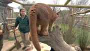 Karakal Bruno und Wildhüterin Liezel.