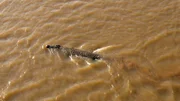 Im Mara-Fluss in Kenia hofft ein Krokodil auf Huftiere, die den Fluss durchqueren.