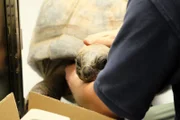 Andrew Kathriner holds onto the tortoise.