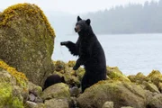 Eine Schwarzbär-Mutter beaufsichtigt ihre Jungen an der Küste von Vancouver Island, Kanada.