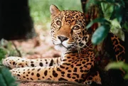 Ein Jaguar - ein kraftvoller Jaeger im Urwald am Amazonas.